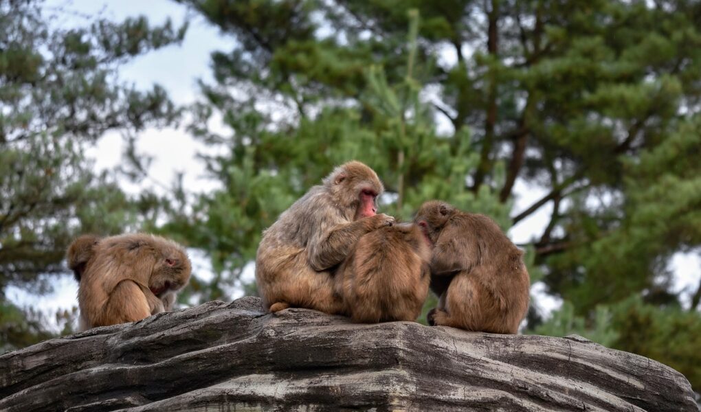 Maak een blotevoetenpad in de tuin met natuurlijke materialen